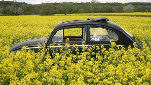 Crni Volkswagen Buba u polju žutog cveća na suncu, ispred šume.